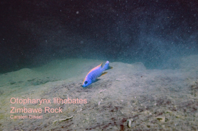 Otopharynx lithobates 'Zimbawe Rock'